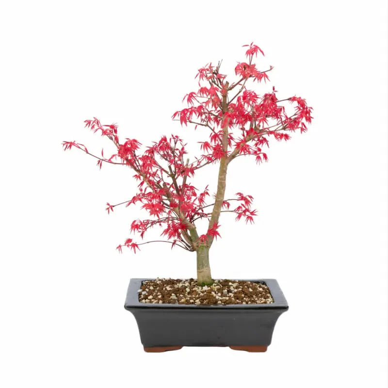 Bonsai Acer palmatum (Ιαπωνικό σφενδάμι) 40 cm