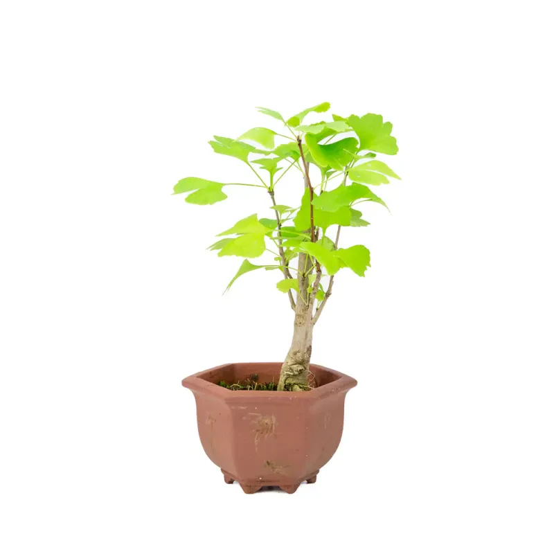 Bonsai Ginkgo biloba 40 cm