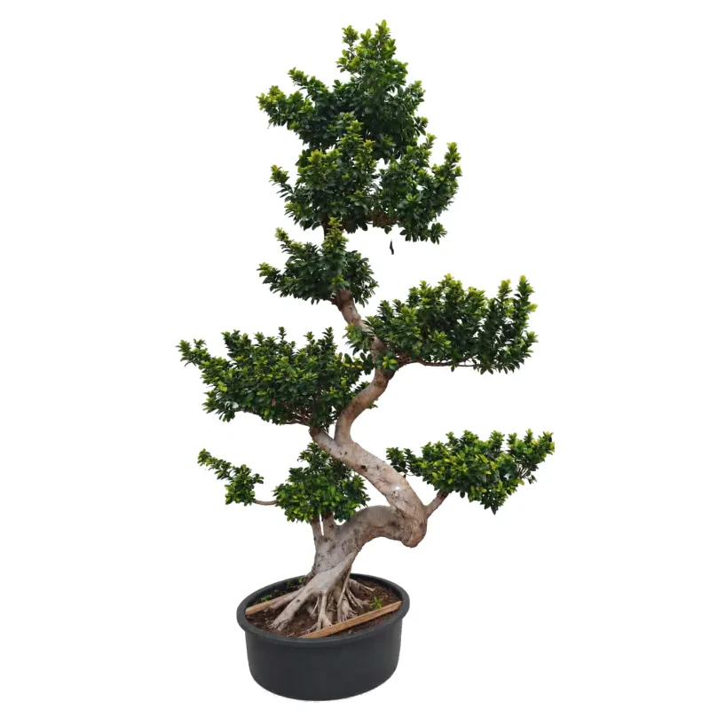 Ficus Retusa Bonsai – 3,5m | 40 ετών