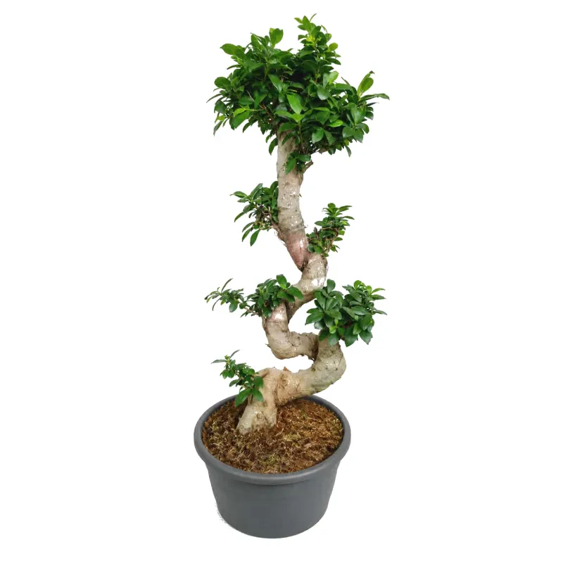 bonsai φίκος (Ficus Retusa) 90 εκατ - 100 εκατ.
