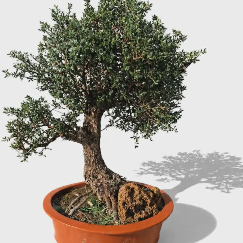 Bonsai ηλικίας ~60 ετών, 80 εκατ ύψος