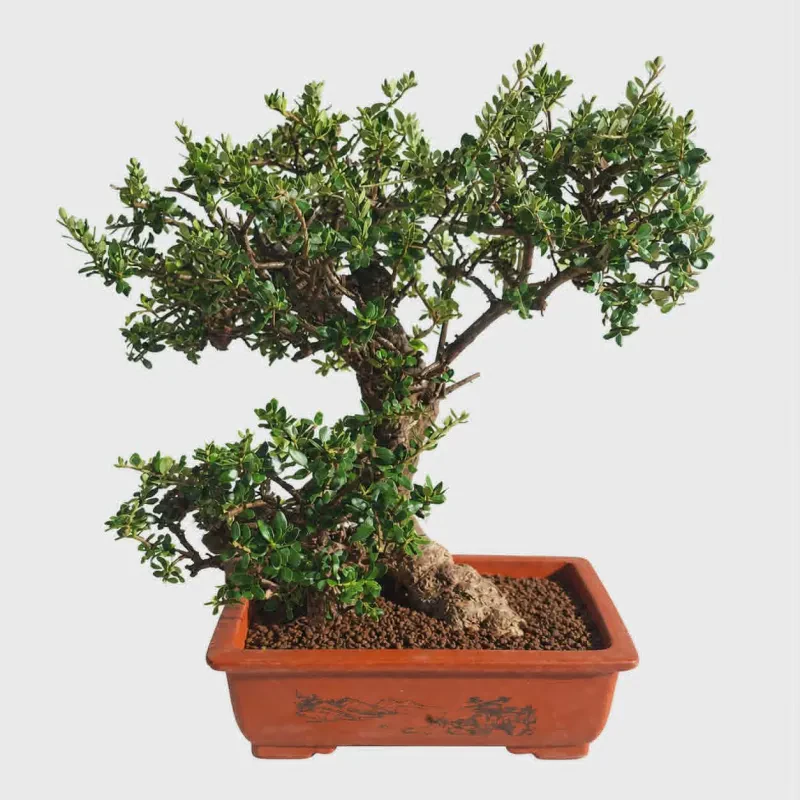 Ελιά Bonsai ηλικίας 50+ ετών