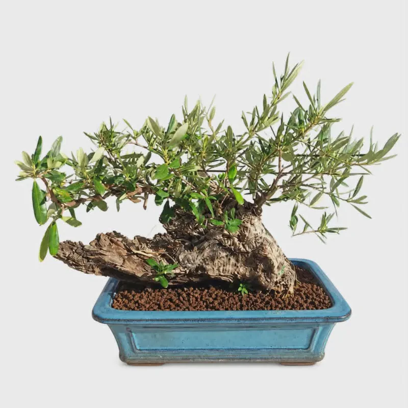 Ελιά Bonsai ηλικίας 70+ ετών - Ύψος 45 εκατ.
