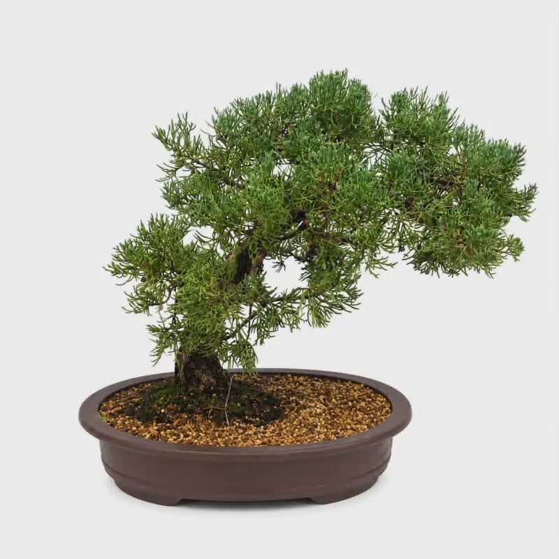 Bonsai Juniperus Chinensis – 40 ετών - Υψος 50 cm