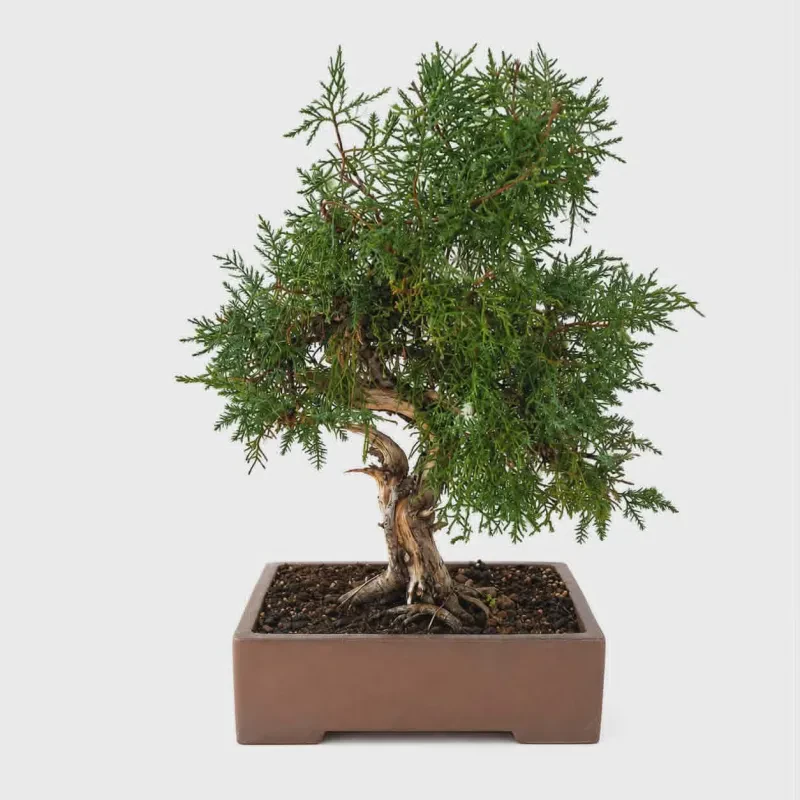 Bonsai Juniperus – 35 ετών - ύψος 60 εκατ.