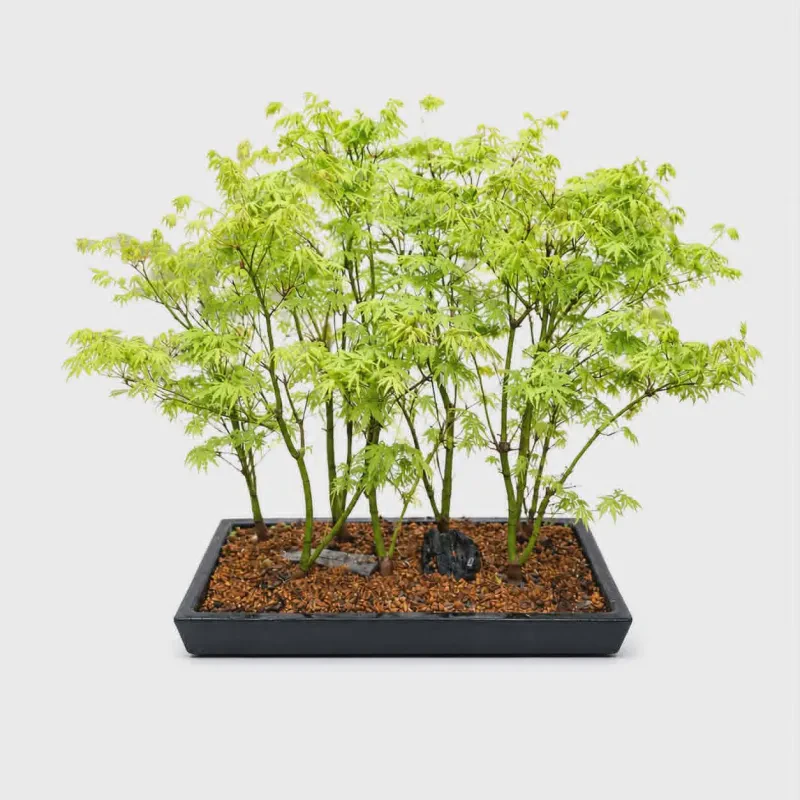 Bonsai Acer “Δασάκι” - ύψος 60 - 65 εκατ.