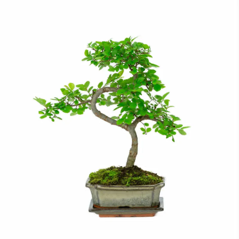 Ulmus parvifolia bonsai