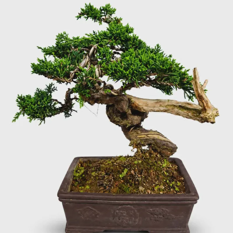 Bonsai Juniperus Chinensis – 40 ετών - Ύψος 30-35 εκατ.