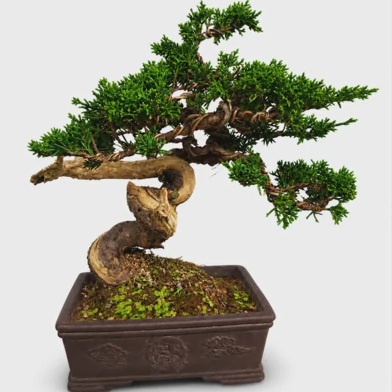 Bonsai Juniperus Chinensis – 40 ετών - Ύψος 30-35 εκατ.