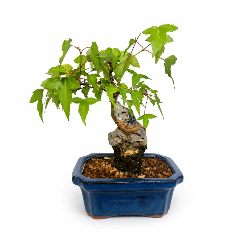Acer ( σφένδαμος τρίαινα) - Υψος 27 cm
