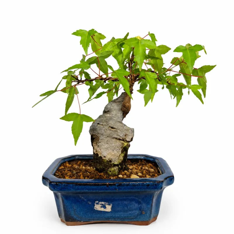 Acer ( σφένδαμος τρίαινα) - Υψος 27 cm