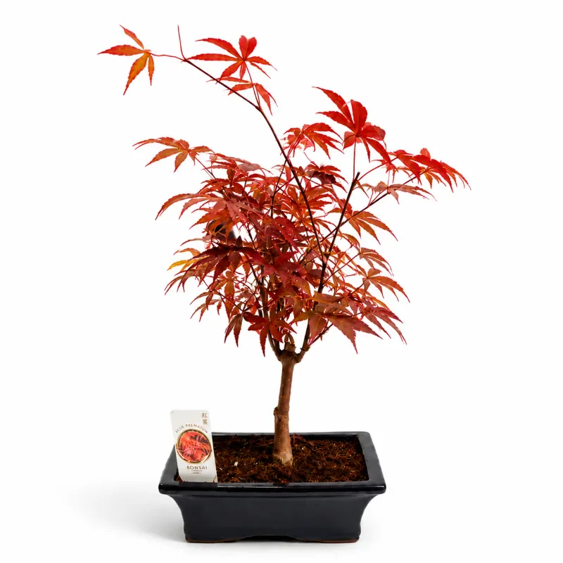 Bonsai Acer 40 cm