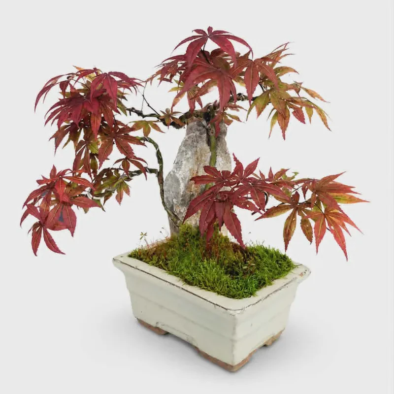 Bonsai Acer (Deshojo) - Υψος 32 cm