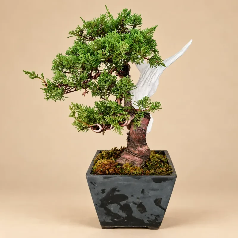 Bonsai Juniperus Chinensis – 30 ετών - Ύψος 45 εκατ.