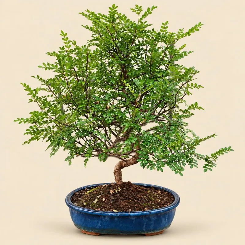 Bonsai Zανθοξυλο Ύψος 60cm