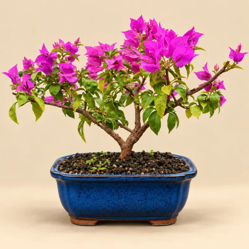 Βουκαμβίλια Bonsai (Bougainvillea)Υψος 35-40 cm