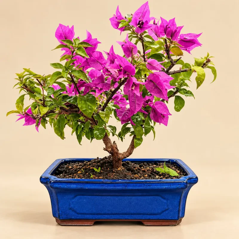 Βουκαμβίλια Bonsai (Bougainvillea) - Υψος 35-40 cm