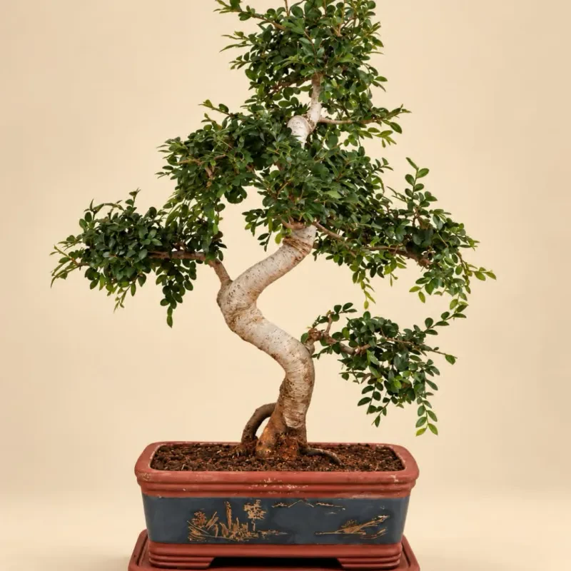 Bonsai Ulmus Ύψος 80cm Ετών 40+