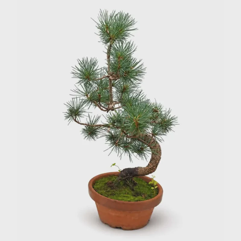 Bonsai Pinus Parviflora 40 - 45 cm