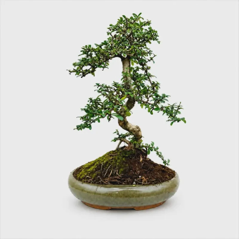 Carmona Retusa 40 cm