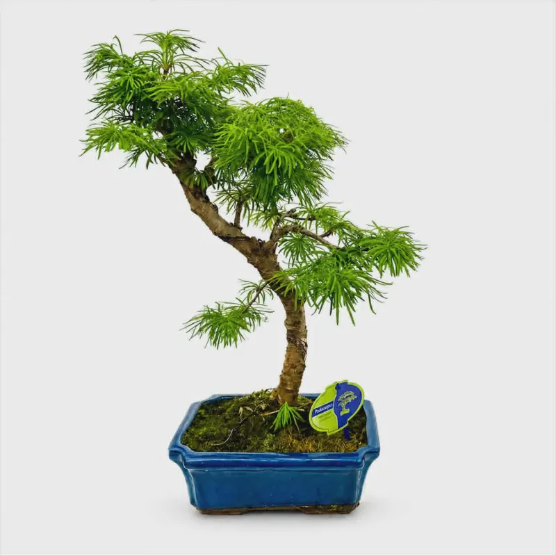 Larix Bonsai ~ 60 cm
