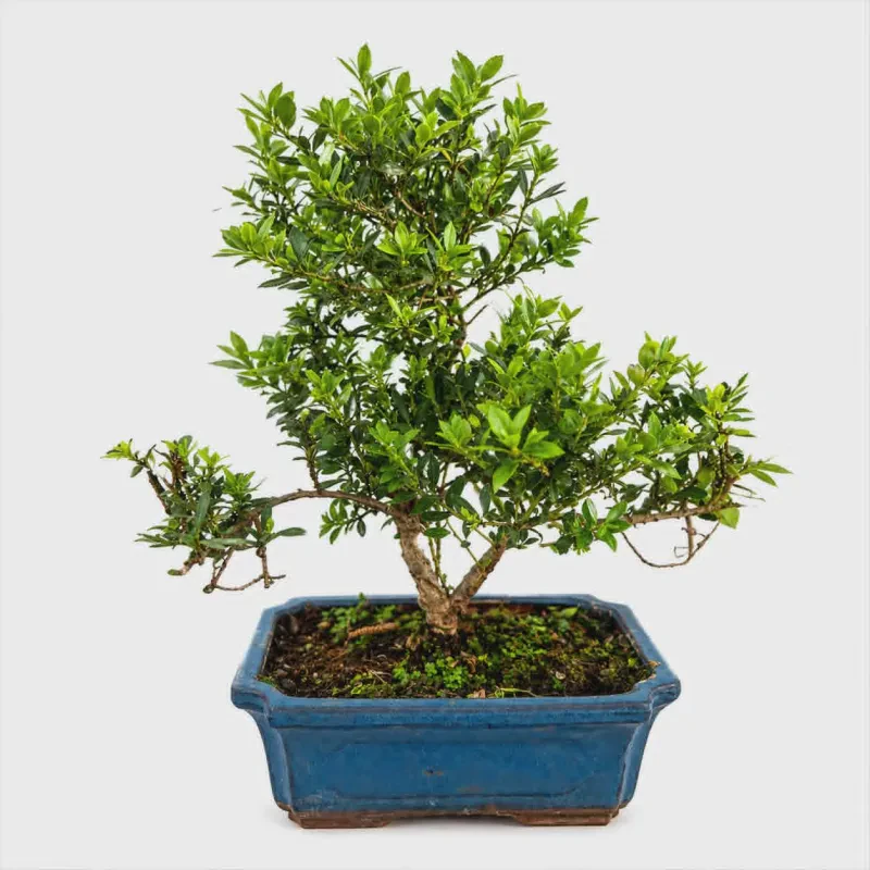 Buxus sempervirens bonsai
