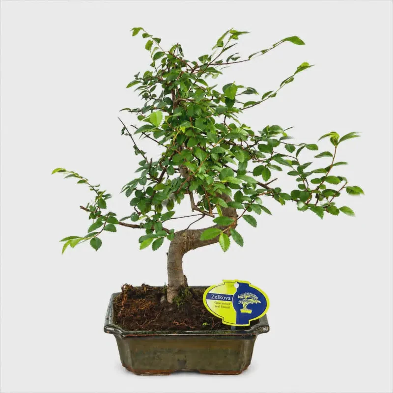 Ulmus parvifolia bonsai