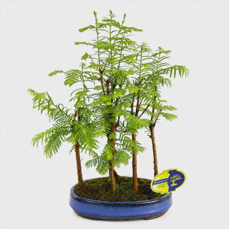 Metasequoia glyptostroboides bonsai 30 - 35 cm