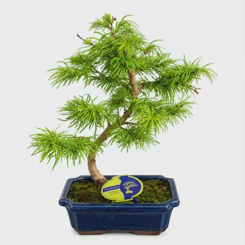 Larix (Larch) bonsai 35-40 cm