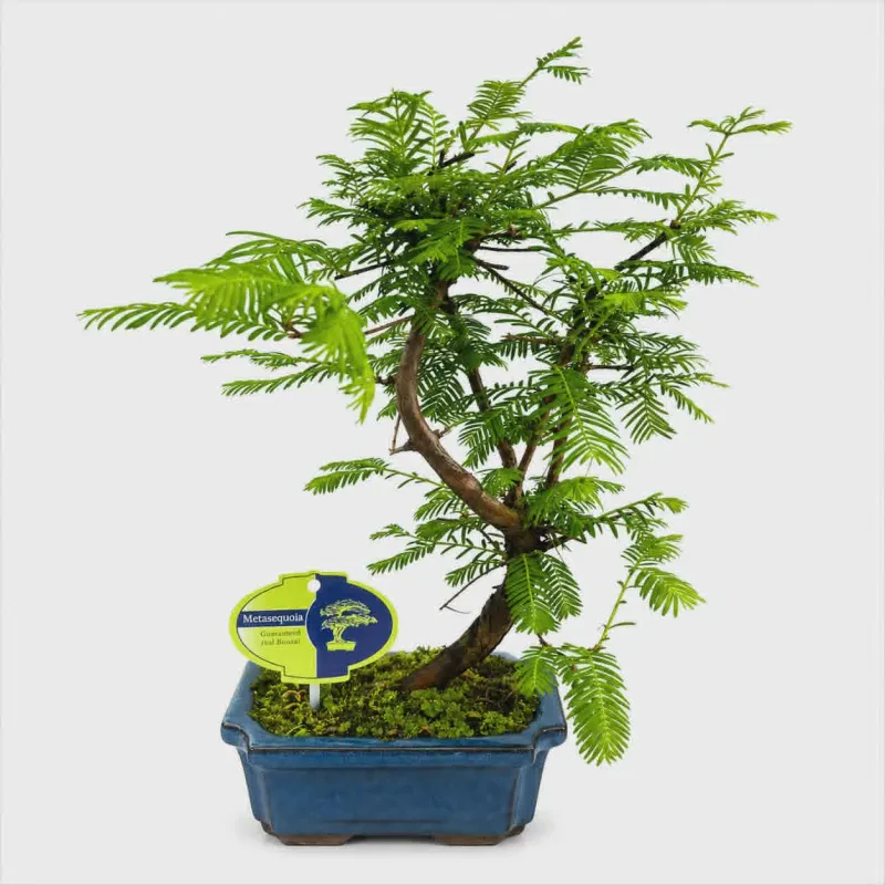 Metasequoia glyptostroboides bonsai 35-40 cm