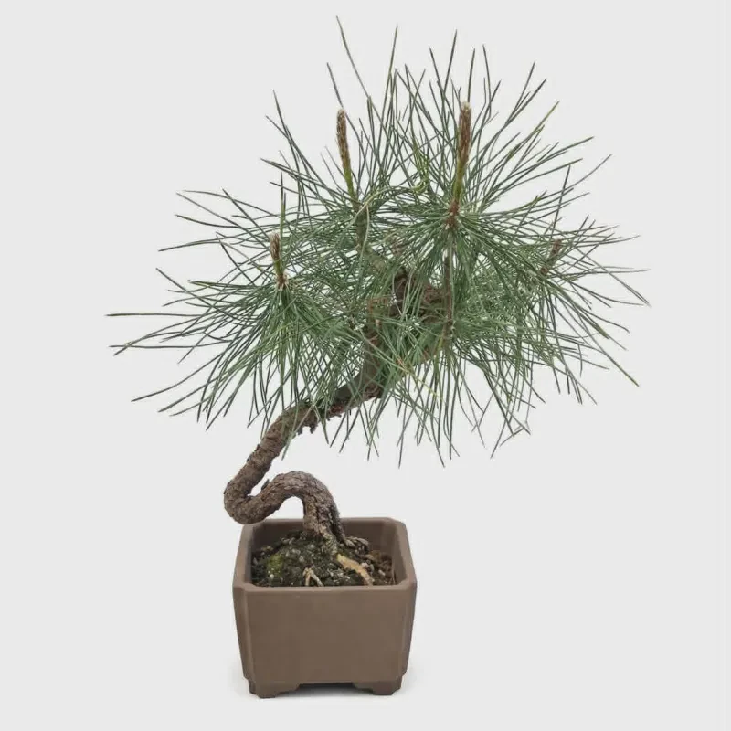 Μαύρο Πεύκο Bonsai (Pinus Thunbergil) ~ 30 cm