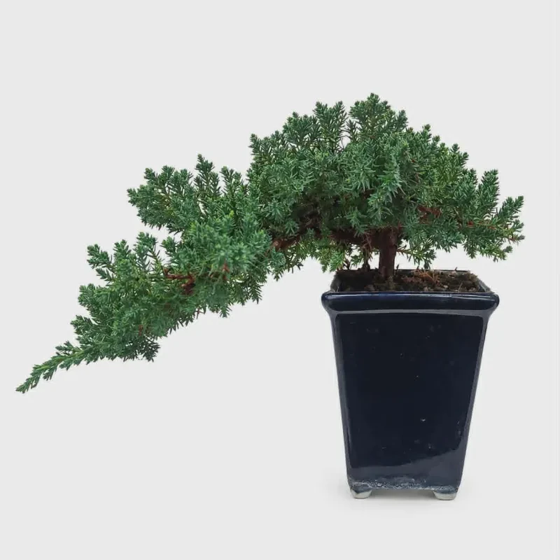 Juniperus bonsai ~ 30cm