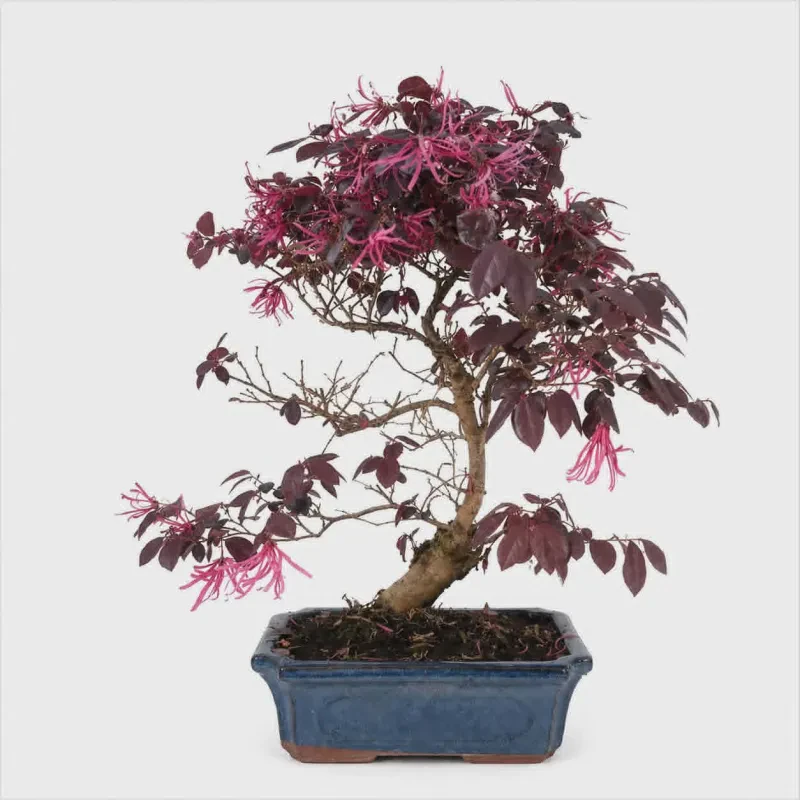Loropetalum bonsai 40-45 cm