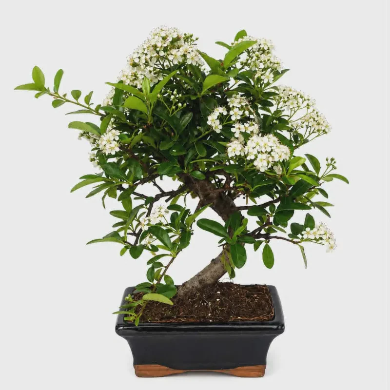 Πυράκανθος Bonsai ~ 30 cm