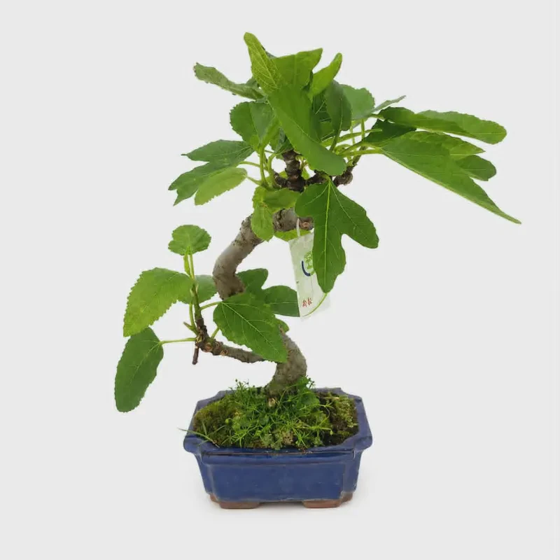 Συκιά Bonsai  ~30 cm