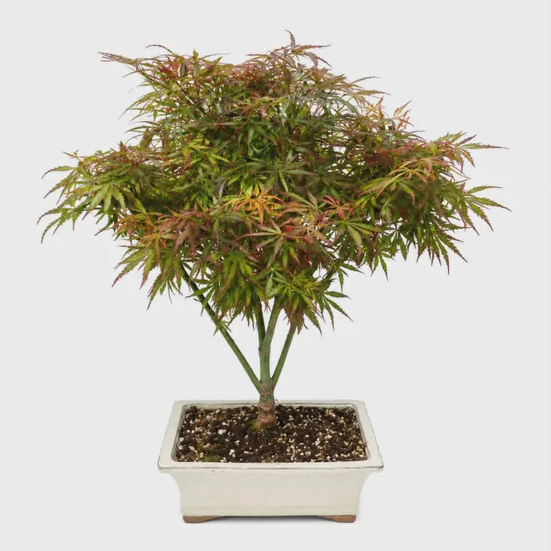 Acer (Σφενδάμι) Bonsai 50~60 cm