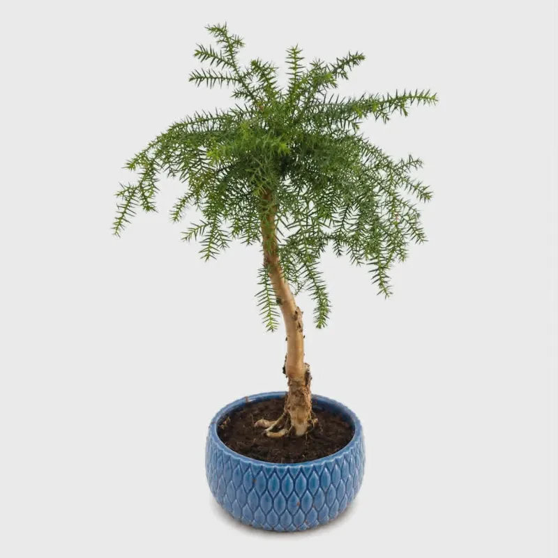 Αροκάρια (Araucaria) Bonsai ~ 60 cm