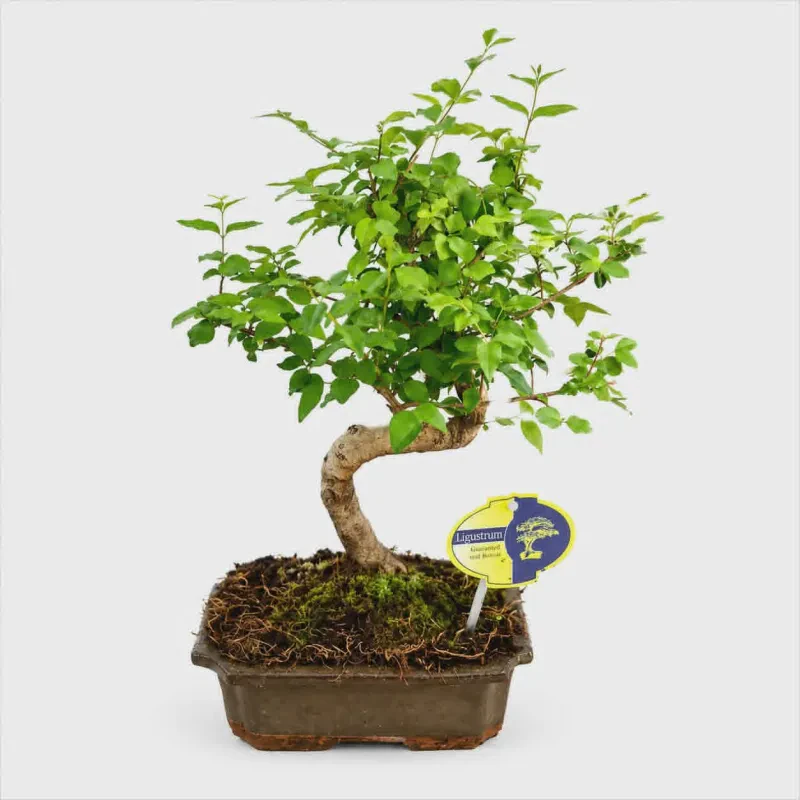 Ligustrum sinense bonsai 30-35 cm