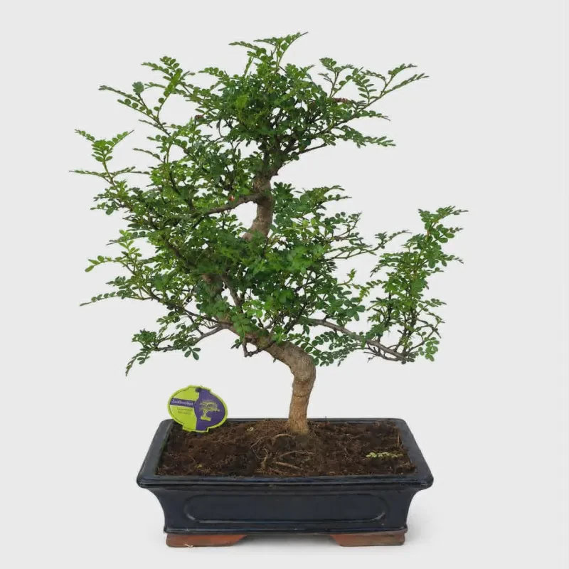 Ζανθόξυλο (Zanthoxylum) Bonsai 50-60 cm
