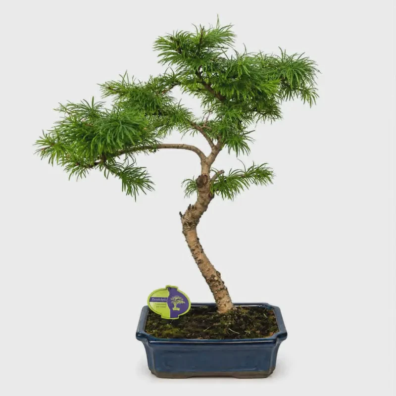 Larix (Larch) bonsai 60-70 cm