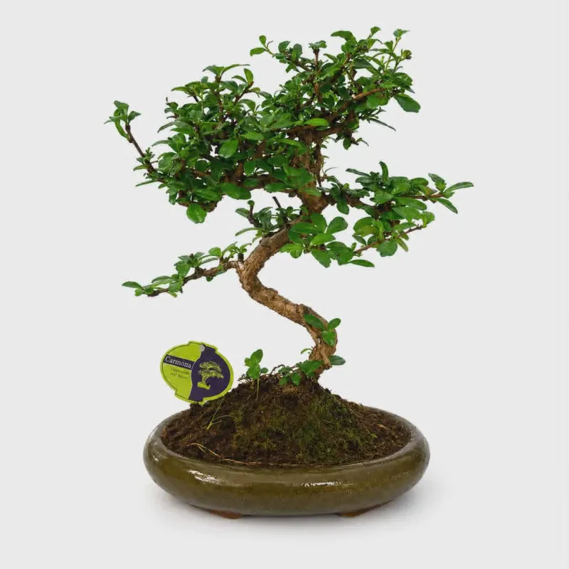 Carmona retusa bonsai ~ 40m