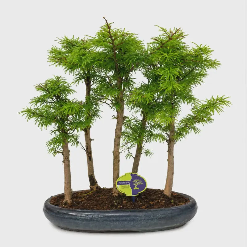 Larix (Larch) bonsai 40-45 cm