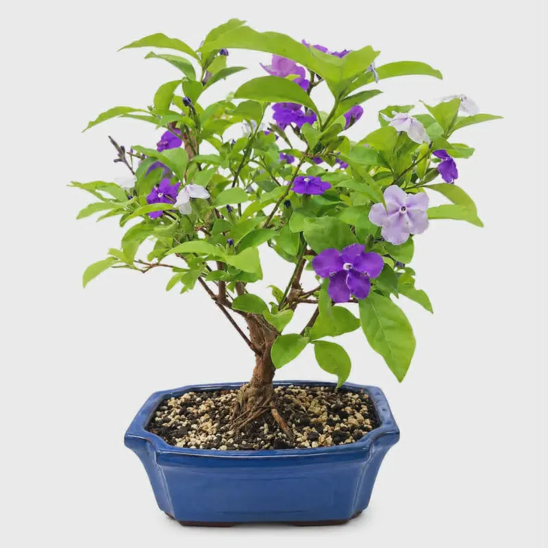 Μπρουμφένσια (Brunfelsia) Bonsai 35-40 cm