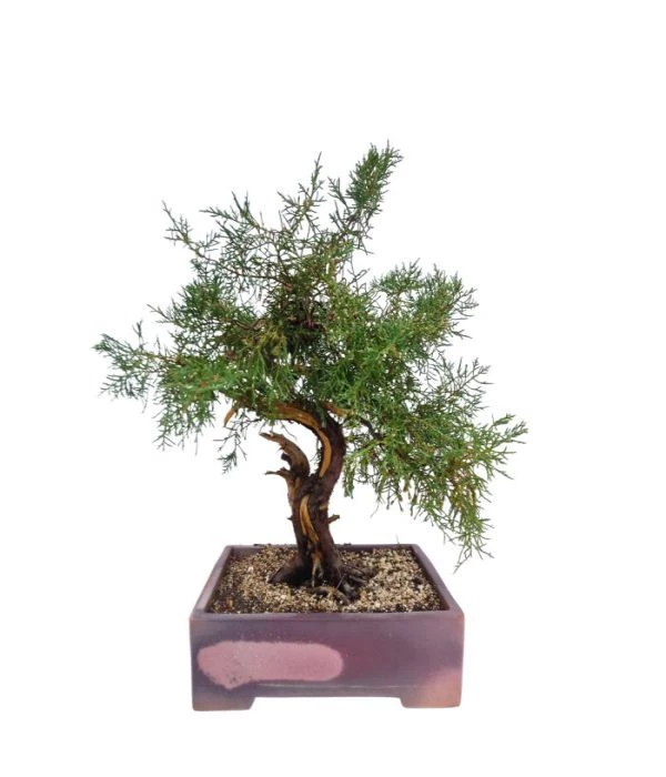 Juniperus rigida 55cm μπονσαι