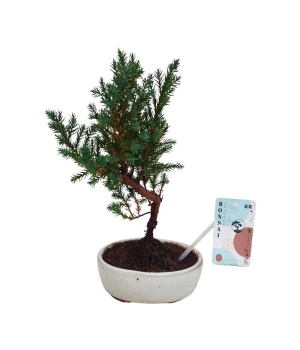 Juniperus rigida 35cm μπονσαι