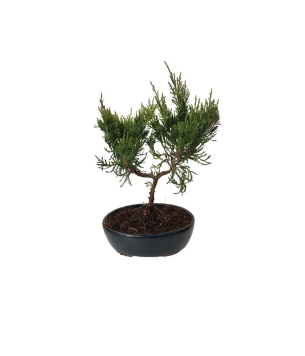 Juniperus 30cm μπονσαι