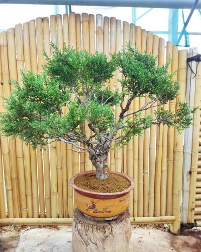 Juniperus chinensis μπονσαι 110cm