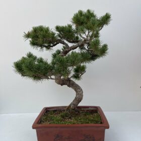 Pinus πέυκο μπονσαι 60cm