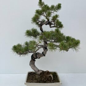 Pinus πέυκο μπονσαι 50cm