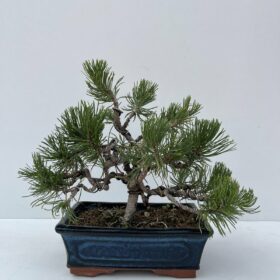 Pinus πέυκο μπονσαι 25cm